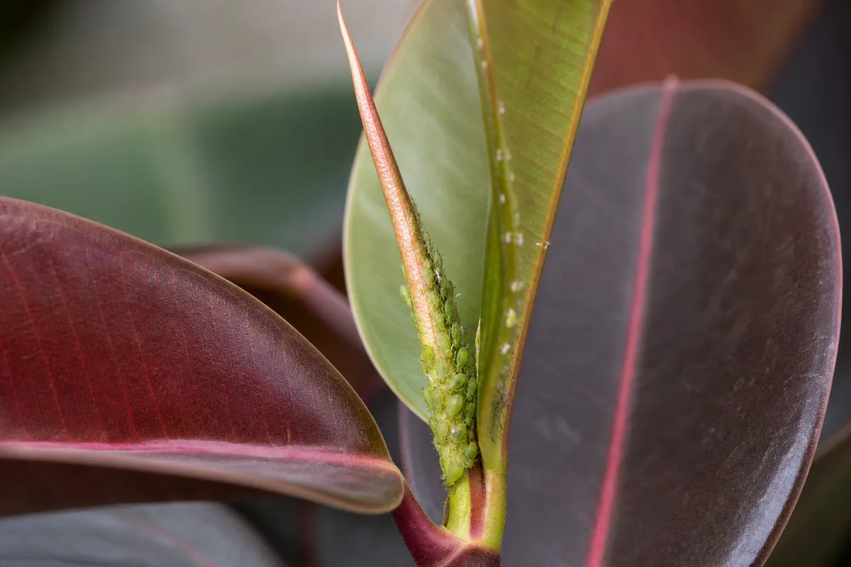 Close-up of Aphids on Ficus Burgundy - diagnostic detail