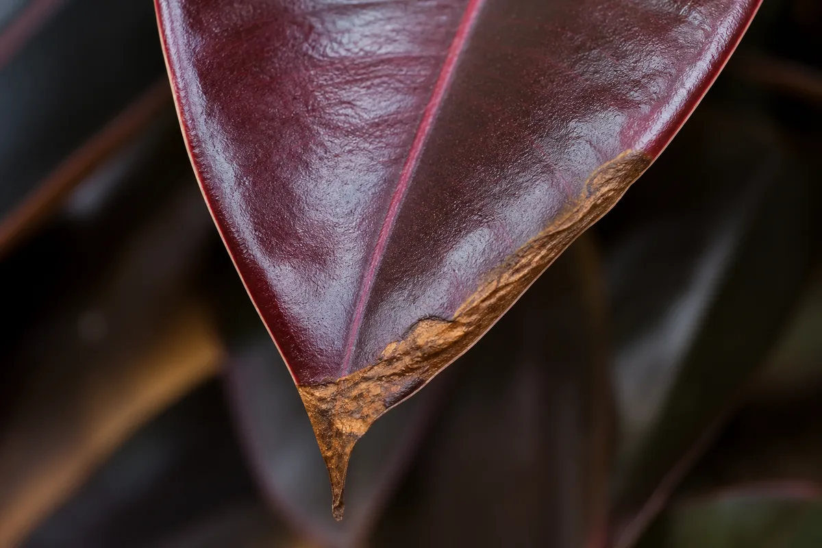 Close-up of Brown Tips on Ficus Burgundy - diagnostic detail