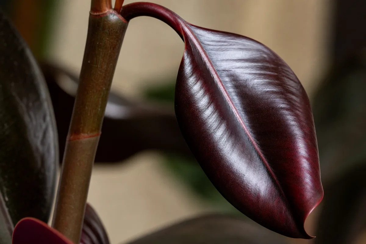Close-up of Drooping Leaves on Ficus Burgundy - diagnostic detail