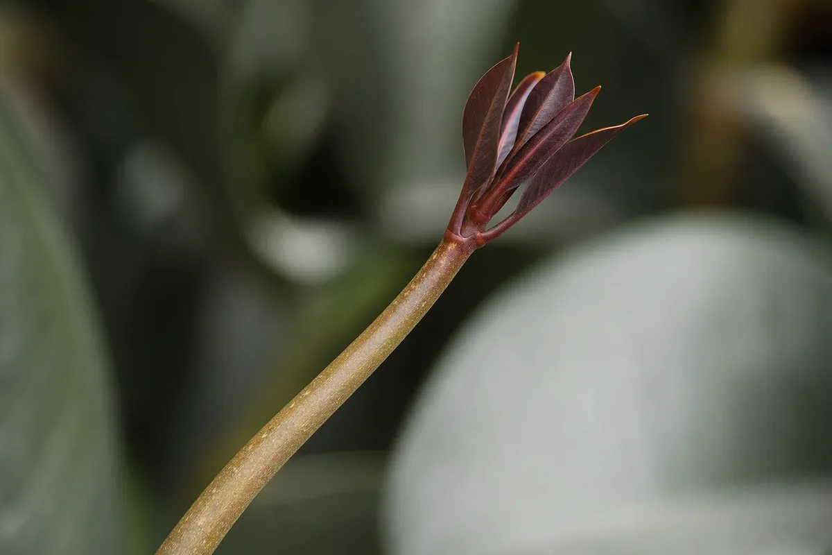 Close-up of Leggy Growth on Ficus Burgundy - diagnostic detail