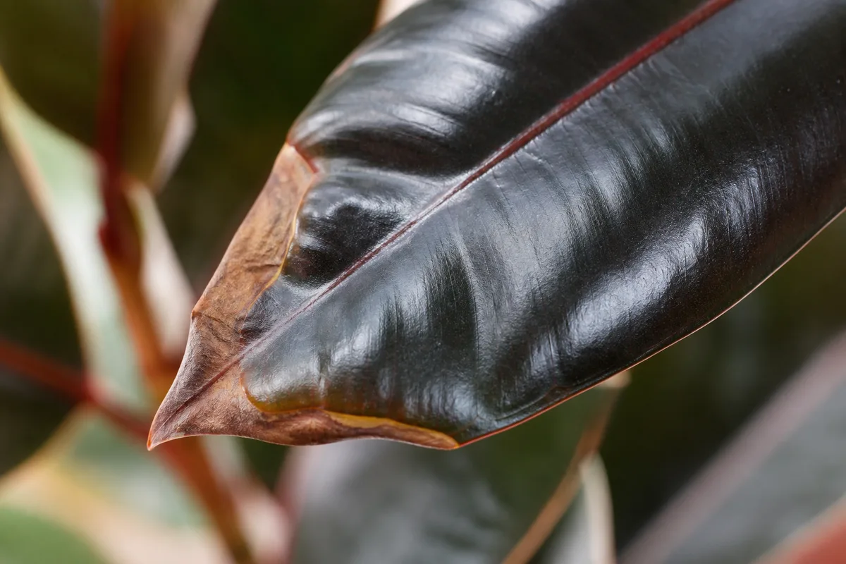 Close-up of low humidity on Ficus Burgundy - crispy brown margins on a firm dark burgundy glossy leaf