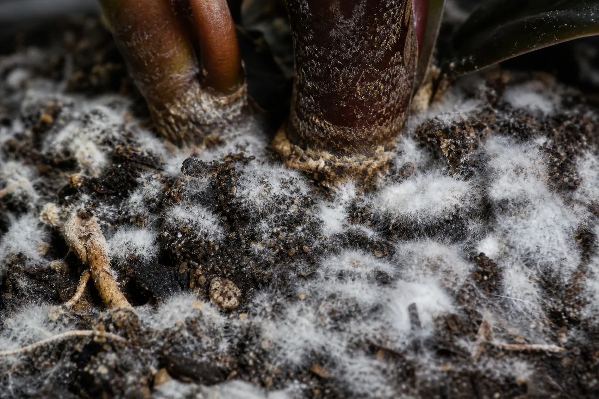 Close-up of Mold on Soil on Ficus Burgundy - diagnostic detail
