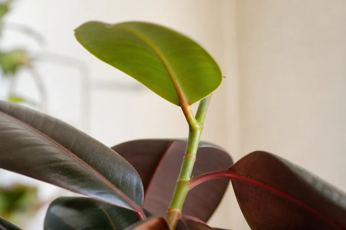 Close-up of not enough light on Ficus Burgundy - long internodes and green-dominant new leaf on a stretched stem