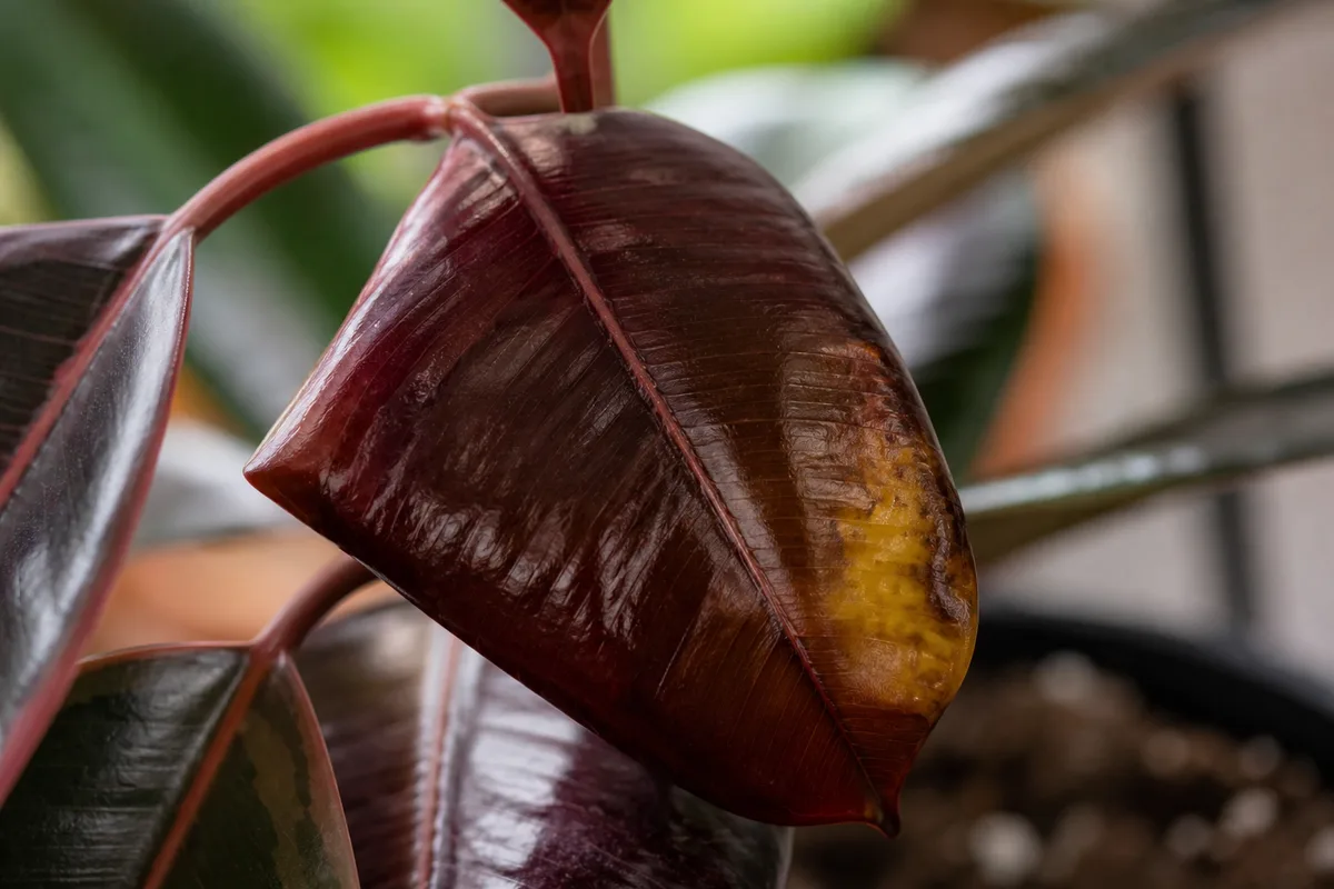 Close-up of Overwatering on Ficus Burgundy - diagnostic detail