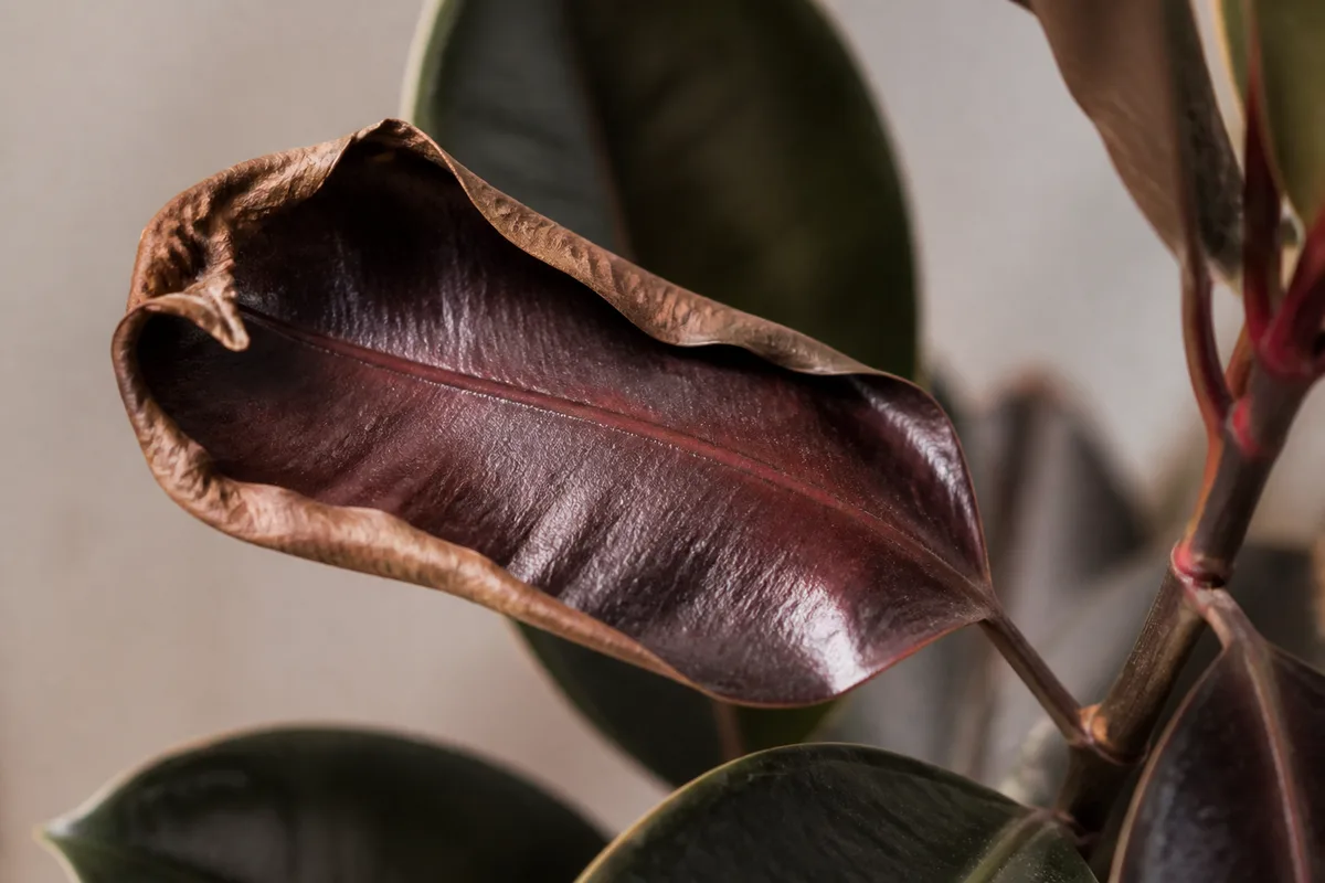 Close-up of Underwatering on Ficus Burgundy - diagnostic detail