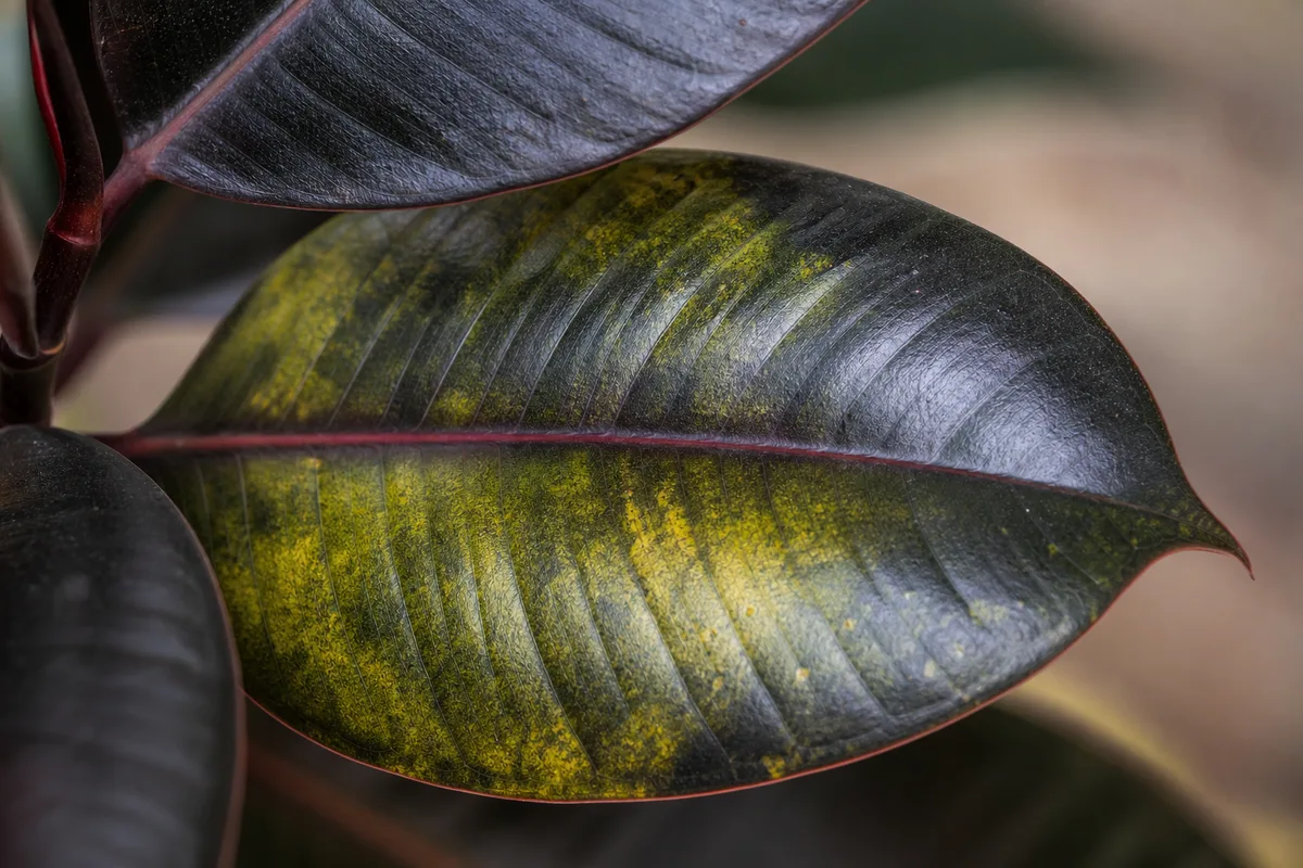 Close-up of Yellow Leaves on Ficus Burgundy - diagnostic detail