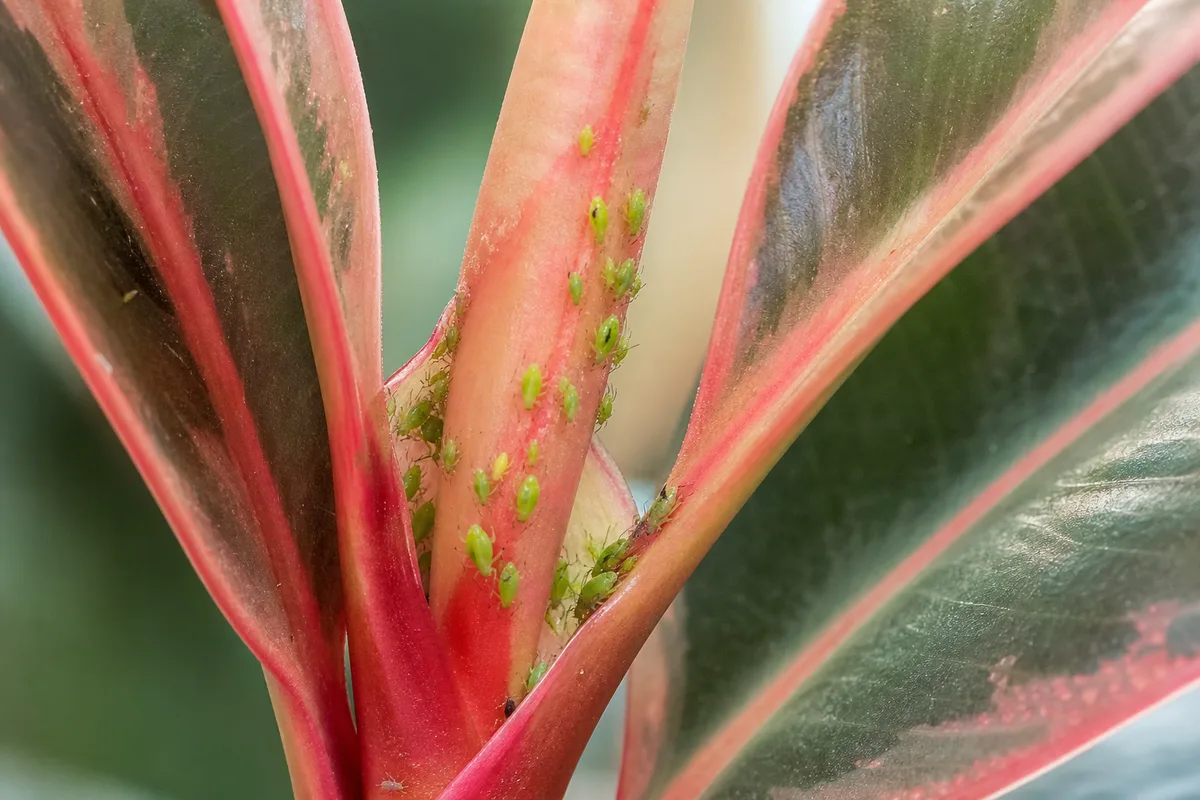 Close-up of aphids on Ficus Elastica Ruby - green pear-shaped insects clustered on a pink leaf sheath and new soft growth