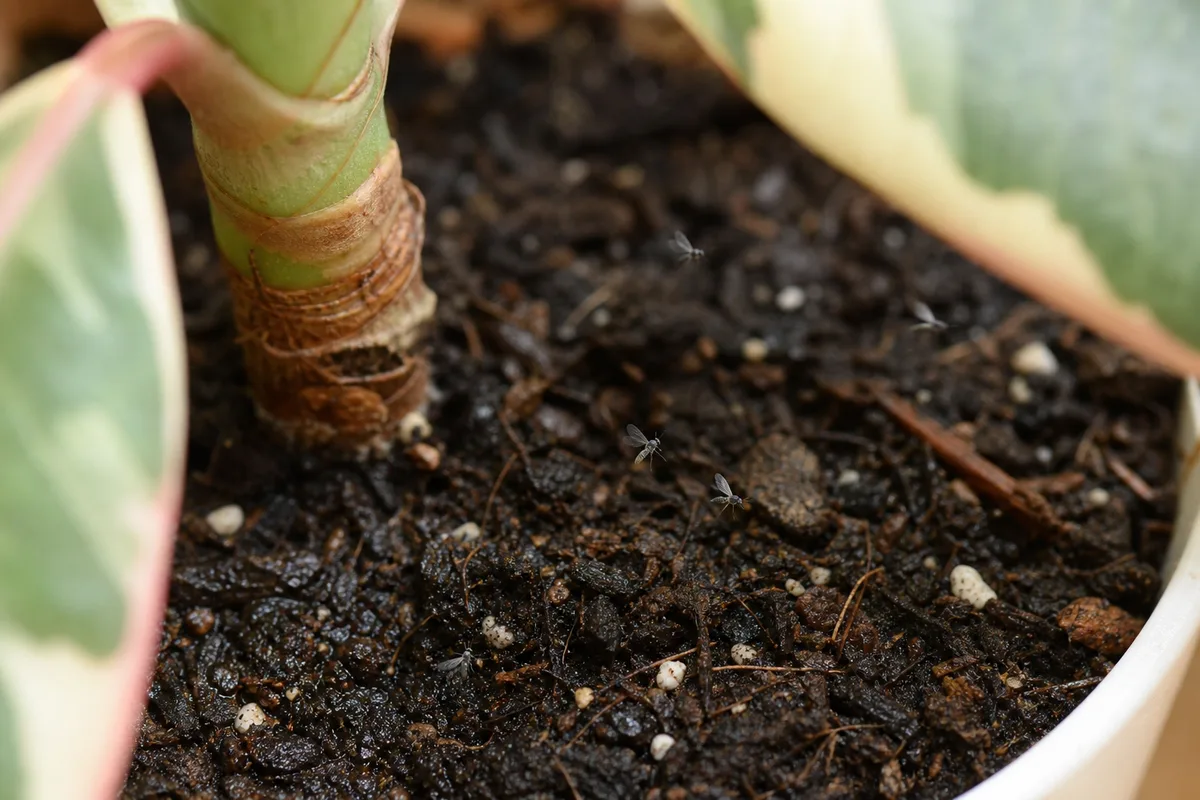 Close-up of fungus gnats on Ficus Elastica Ruby - tiny dark flies hovering above damp potting soil at the pot base