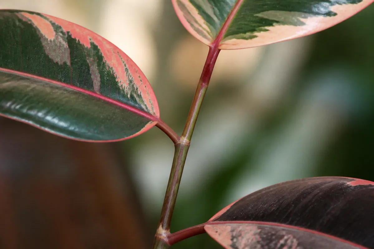 Close-up of Leggy Growth on Ficus Elastica Ruby - diagnostic detail