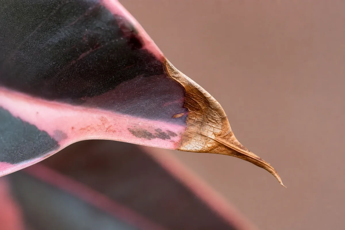 Close-up of Low Humidity on Ficus Elastica Ruby - diagnostic detail