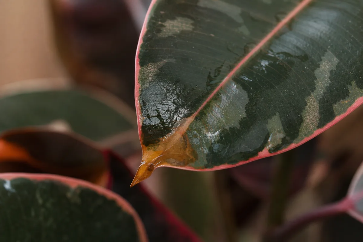 Close-up of Overwatering on Ficus Elastica Ruby - diagnostic detail