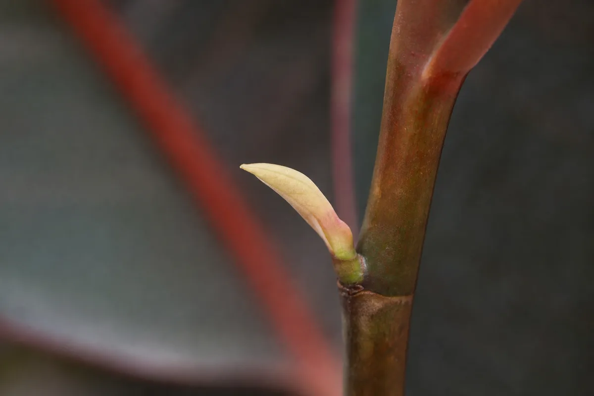 Close-up of Slow Growth on Ficus Elastica Ruby - diagnostic detail