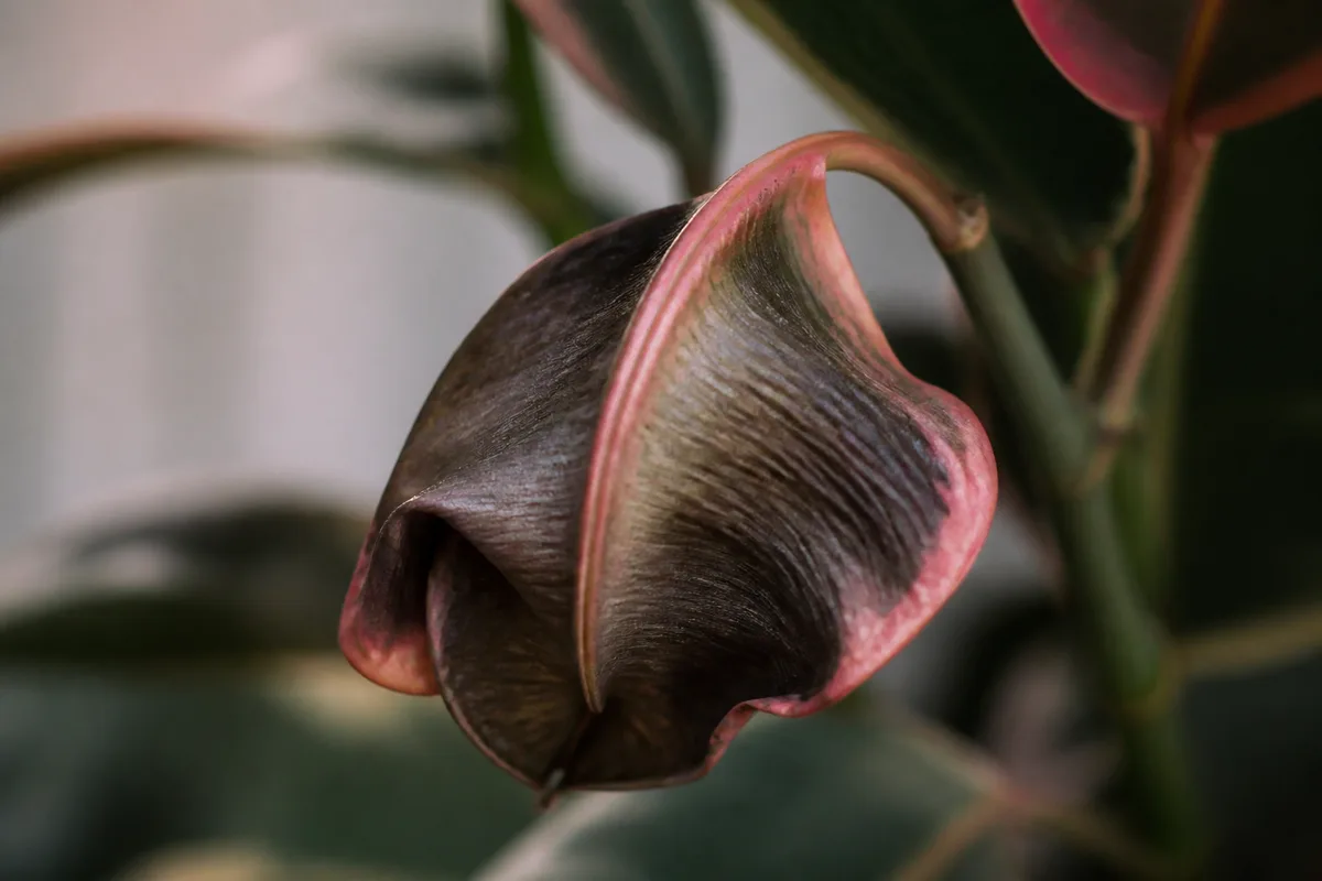 Close-up of Wilting on Ficus Elastica Ruby - diagnostic detail