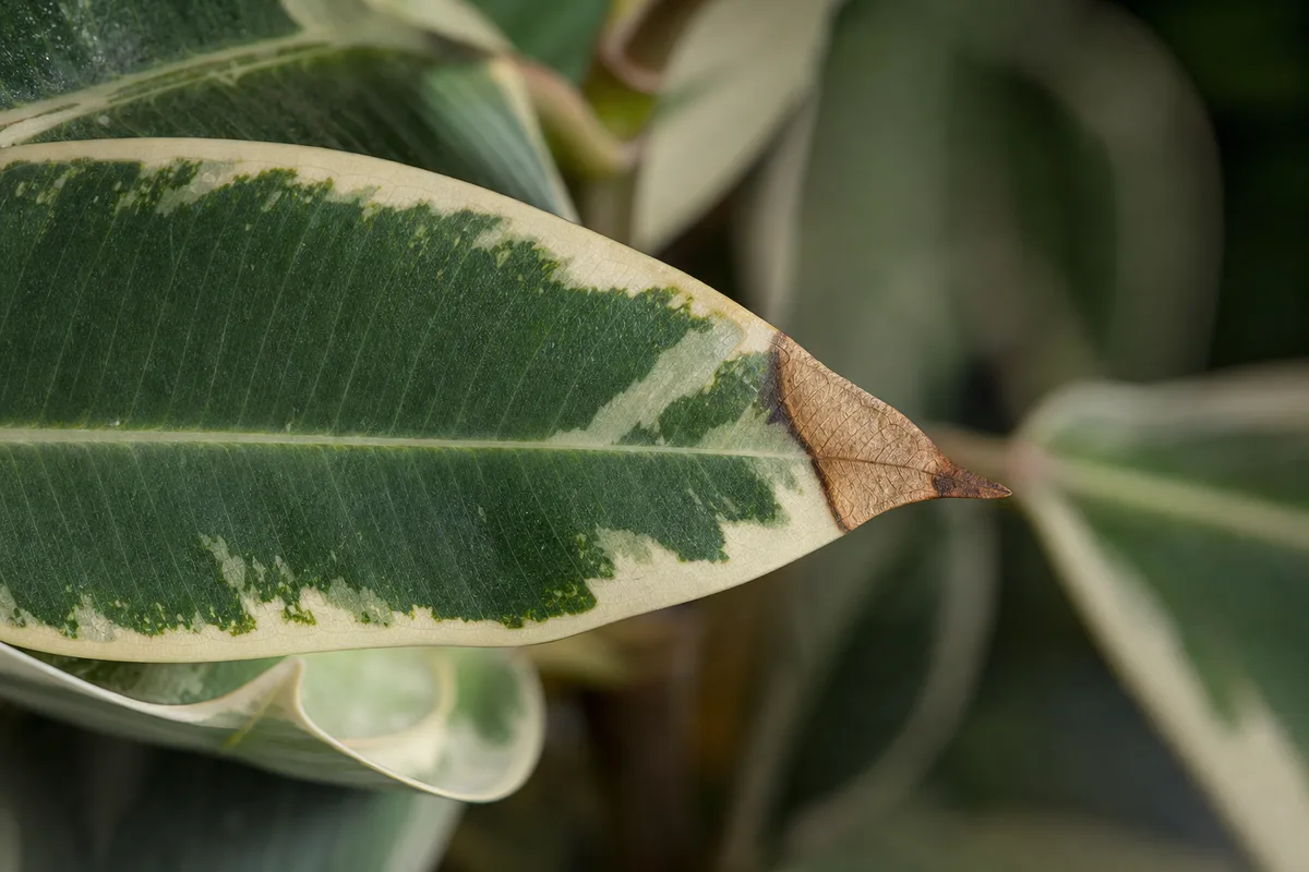 Close-up of Low Humidity on Ficus Tineke - diagnostic detail