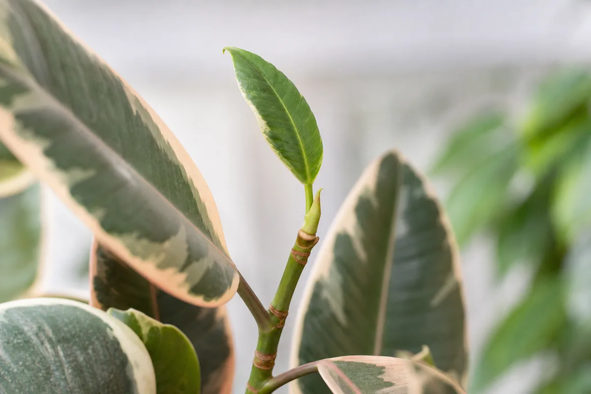 Close-up of low light on Ficus Tineke - small green-dominant new leaf with long internode spacing on variegated rubber plant