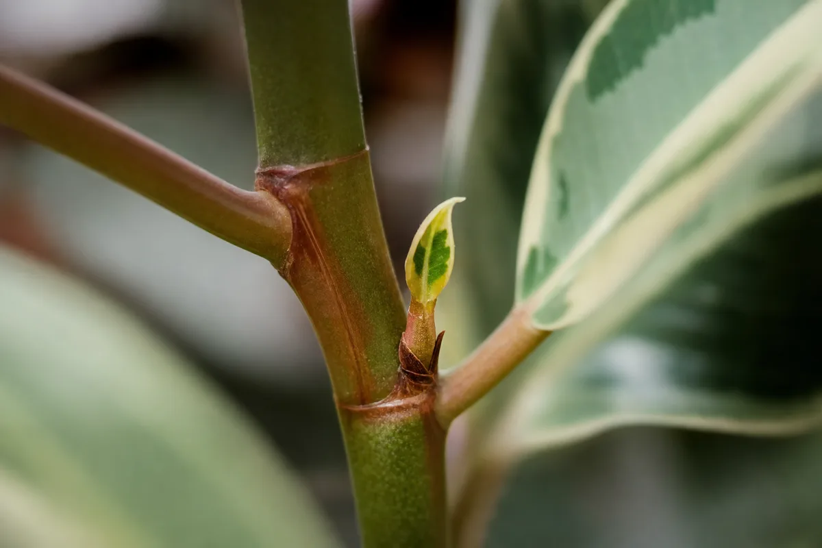 Close-up of Slow Growth on Ficus Tineke - diagnostic detail