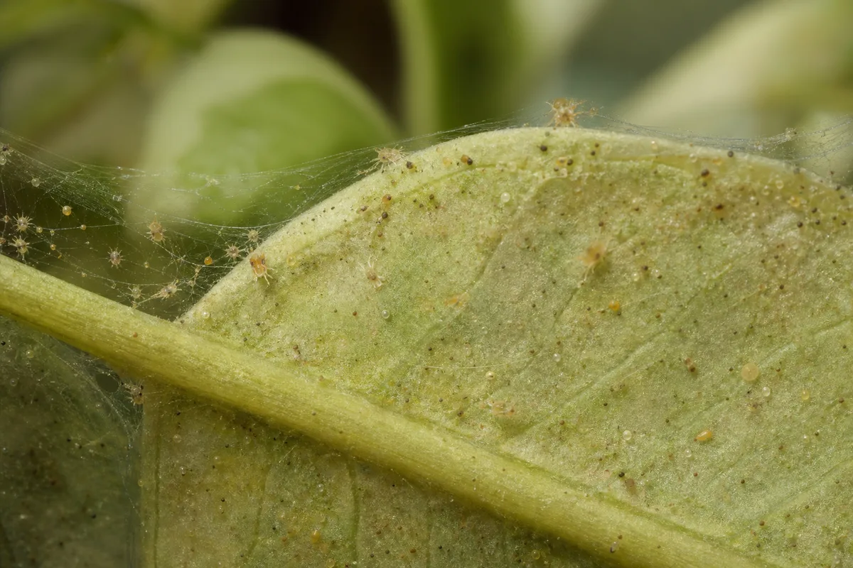 Close-up of Spider Mites on Ficus Tineke - diagnostic detail