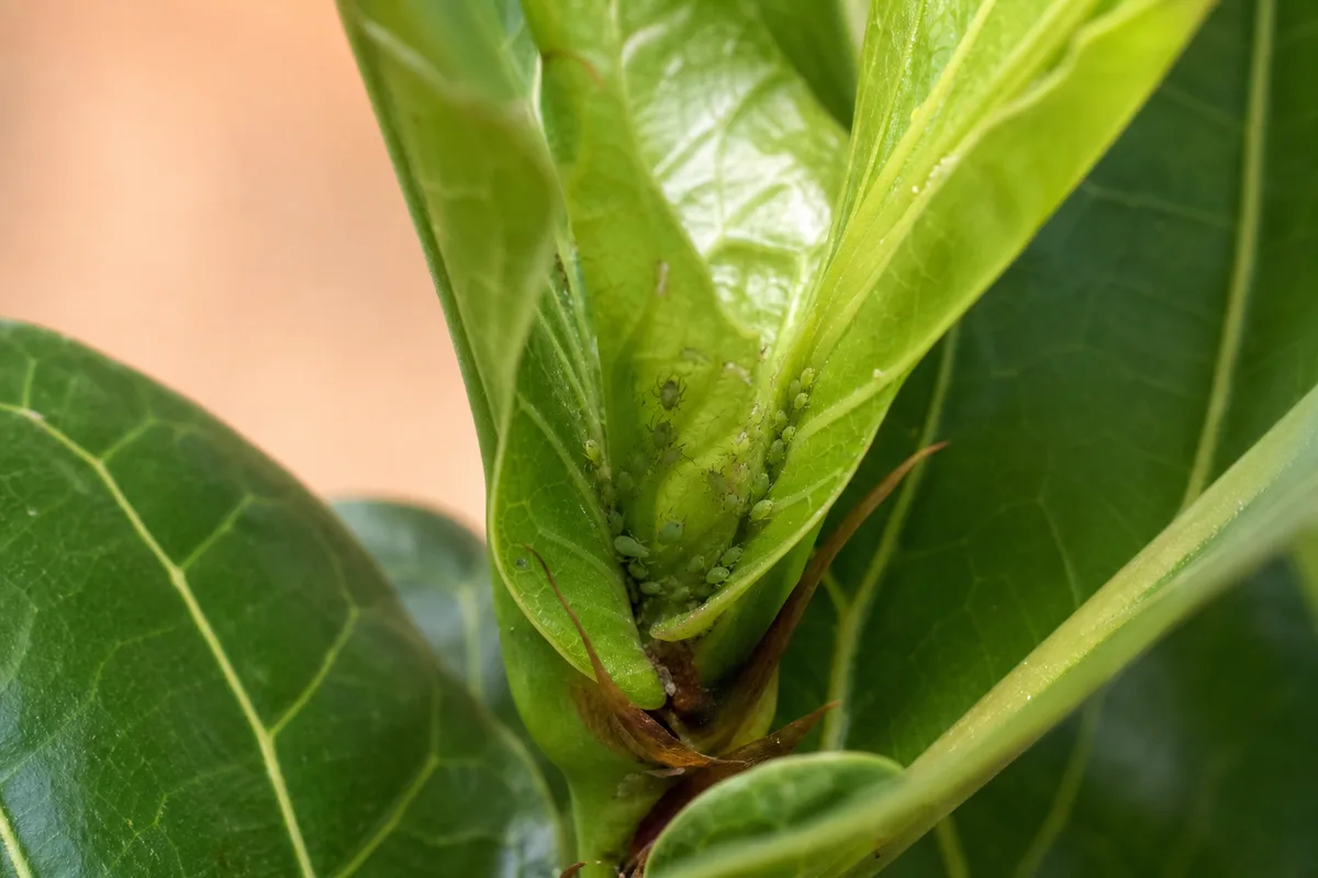 Close-up of aphids on Fiddle Leaf Fig - green pear-shaped insects clustered on a new unfurling leaf bud