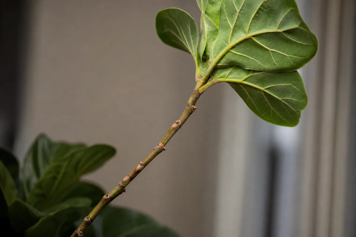 Close-up of Leggy Growth on Fiddle Leaf Fig - diagnostic detail