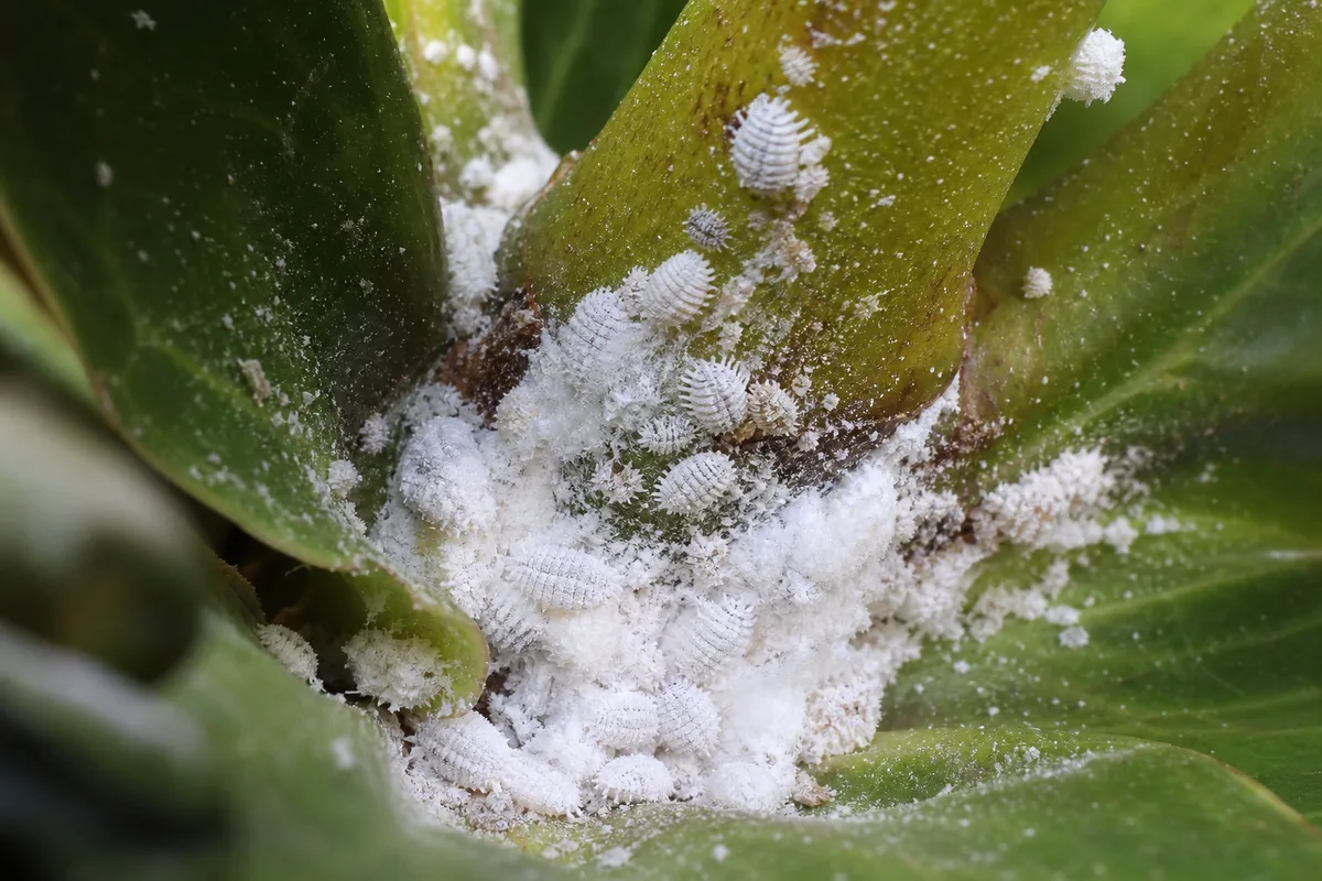 Close-up of Mealybugs on Fiddle Leaf Fig - diagnostic detail