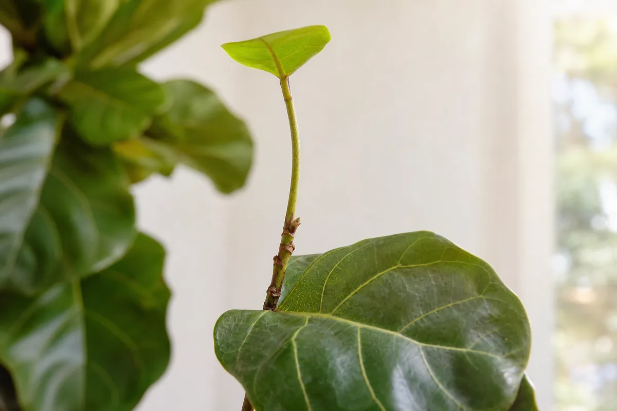 Close-up of insufficient light on Fiddle Leaf Fig - small new leaf on an elongated petiole beside larger mature foliage