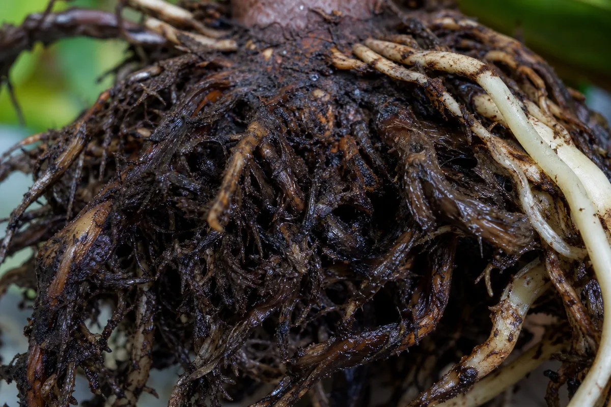 Close-up of Root Rot on Fiddle Leaf Fig - diagnostic detail