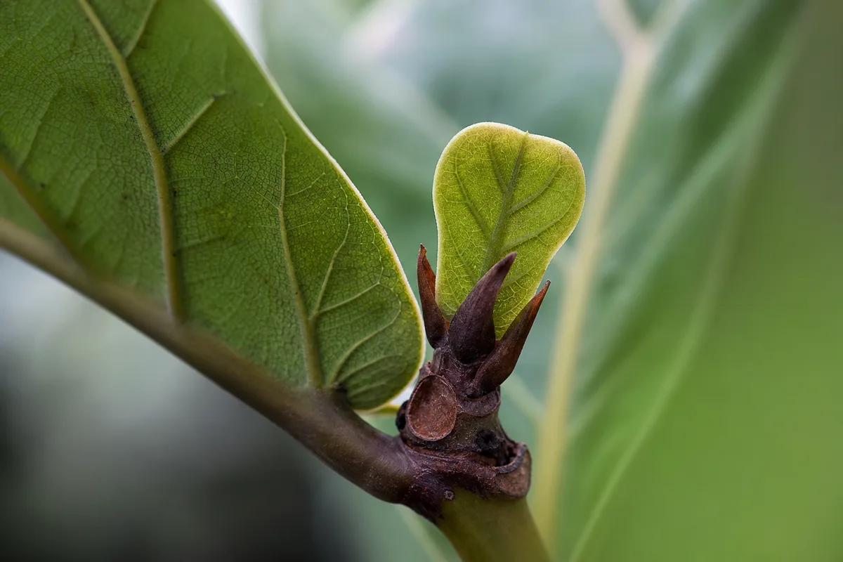 Close-up of Slow Growth on Fiddle Leaf Fig - diagnostic detail