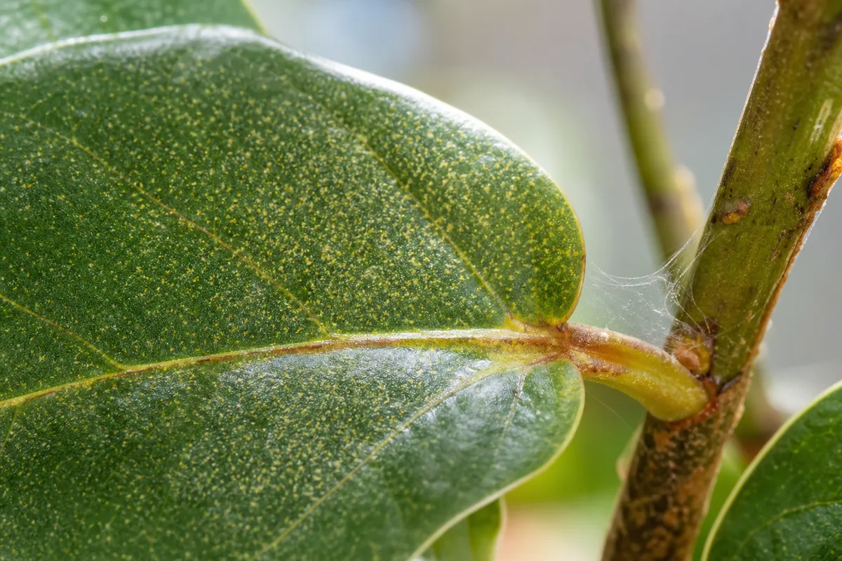 Close-up of spider mites on Fiddle Leaf Fig - fine yellow-white stippling on glossy leaf surface with silk at petiole joint