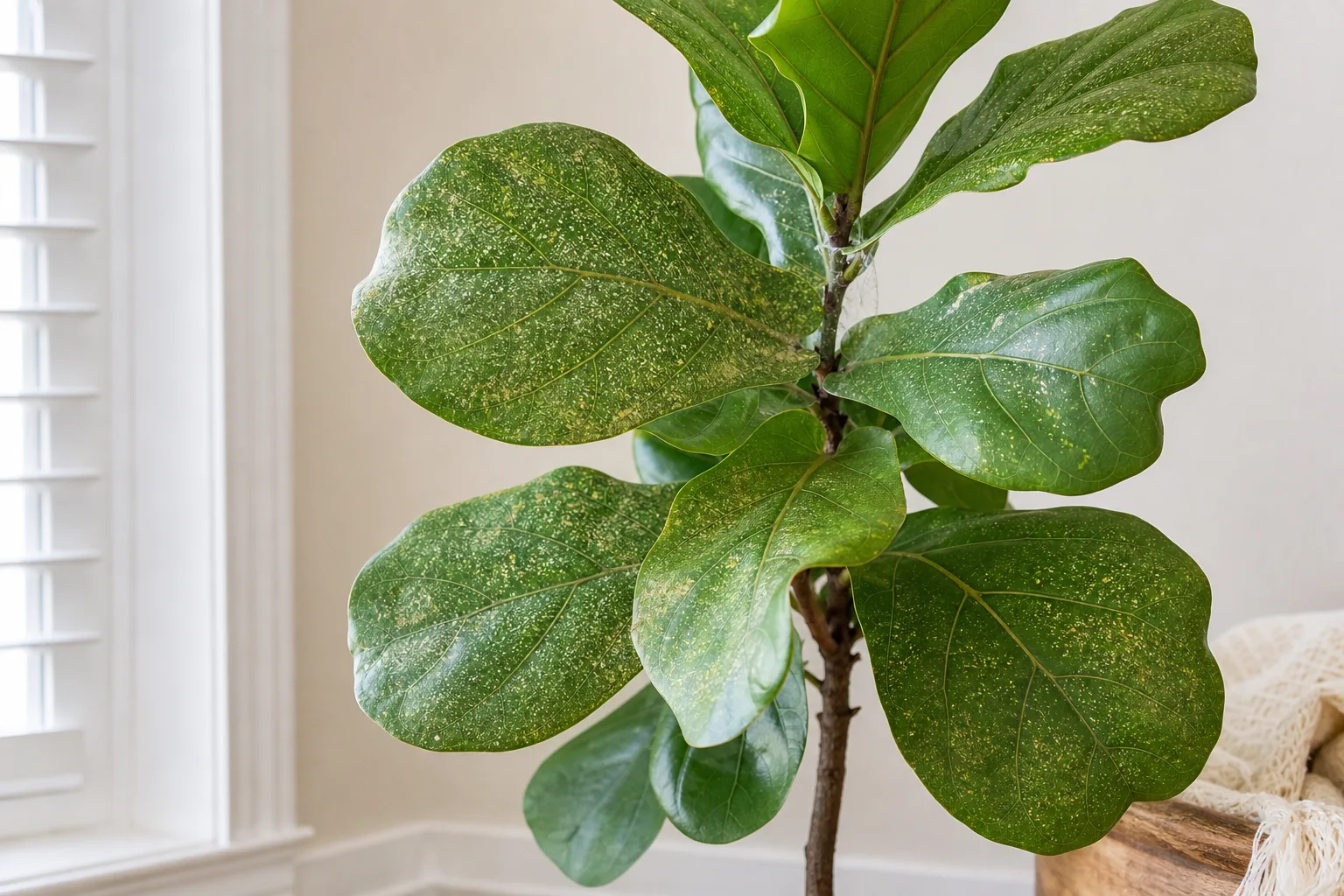 Spider mites on fiddle leaf fig - pale stippling on large violin-shaped leaves with fine silk at petiole joints