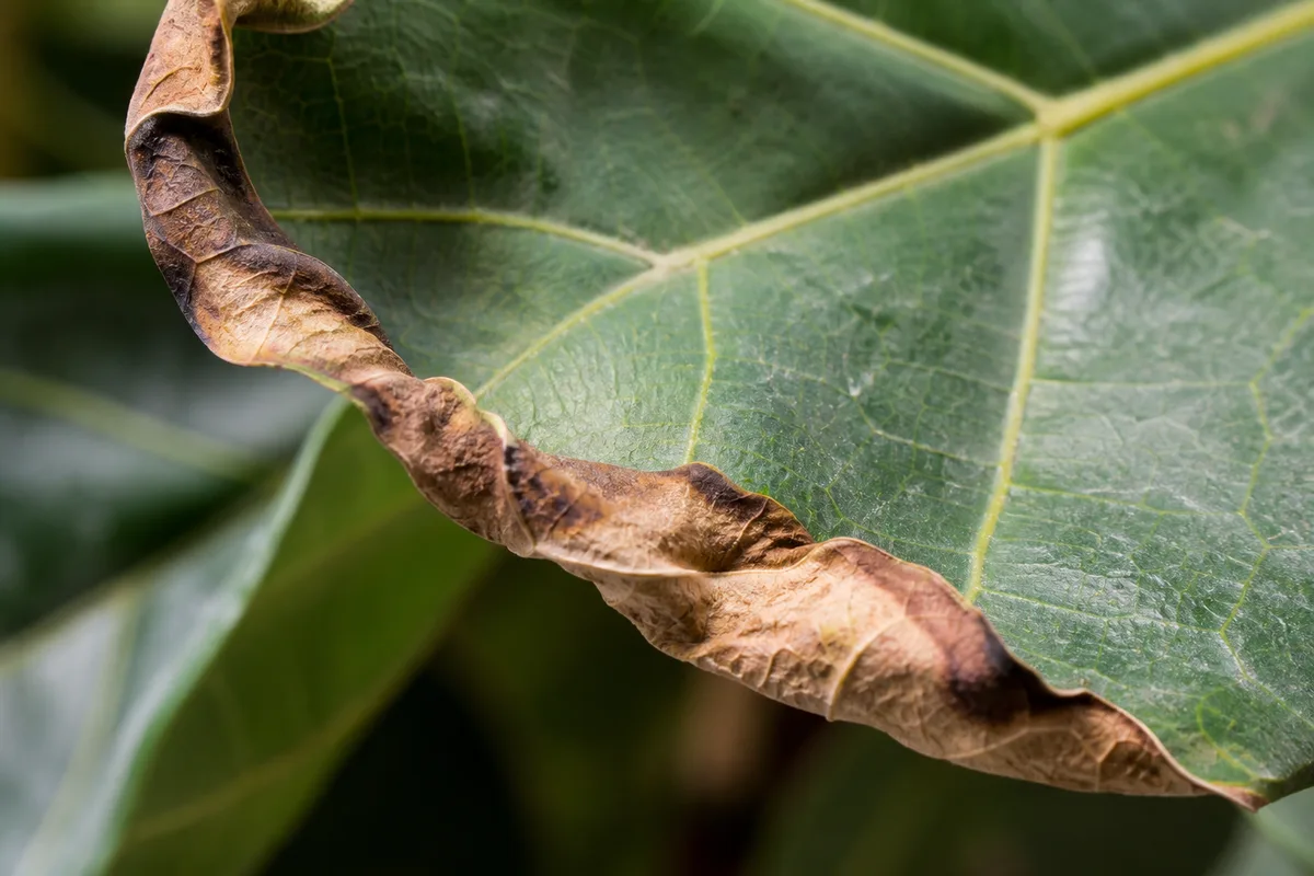 Close-up of Underwatering on Fiddle Leaf Fig - diagnostic detail