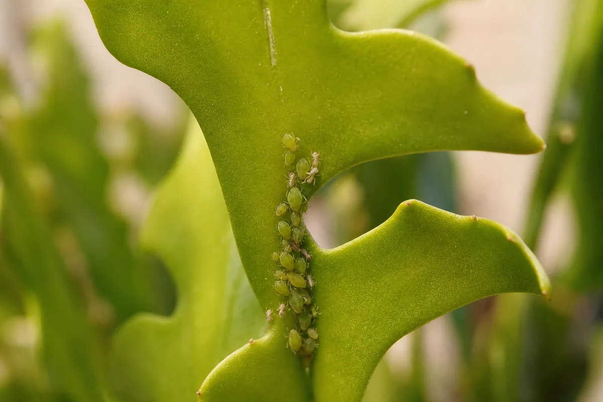 Close-up of aphids on Fishbone Cactus - green pear-shaped insects along a new zigzag phylloclade segment