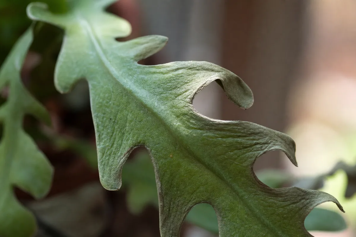 Close-up of drought droop on Fishbone Cactus - thin shriveled zigzag lobe with flattened drooping edges