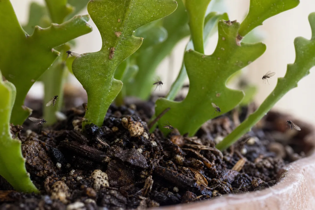 Close-up of fungus gnats on Fishbone Cactus - tiny dark flies hovering above damp potting mix at the soil line