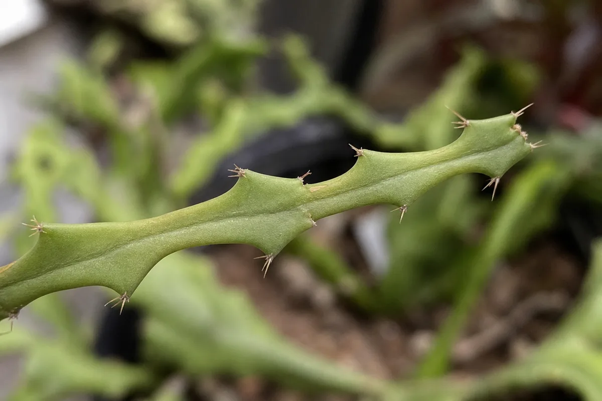 Close-up of Leggy Growth on Fishbone Cactus - diagnostic detail