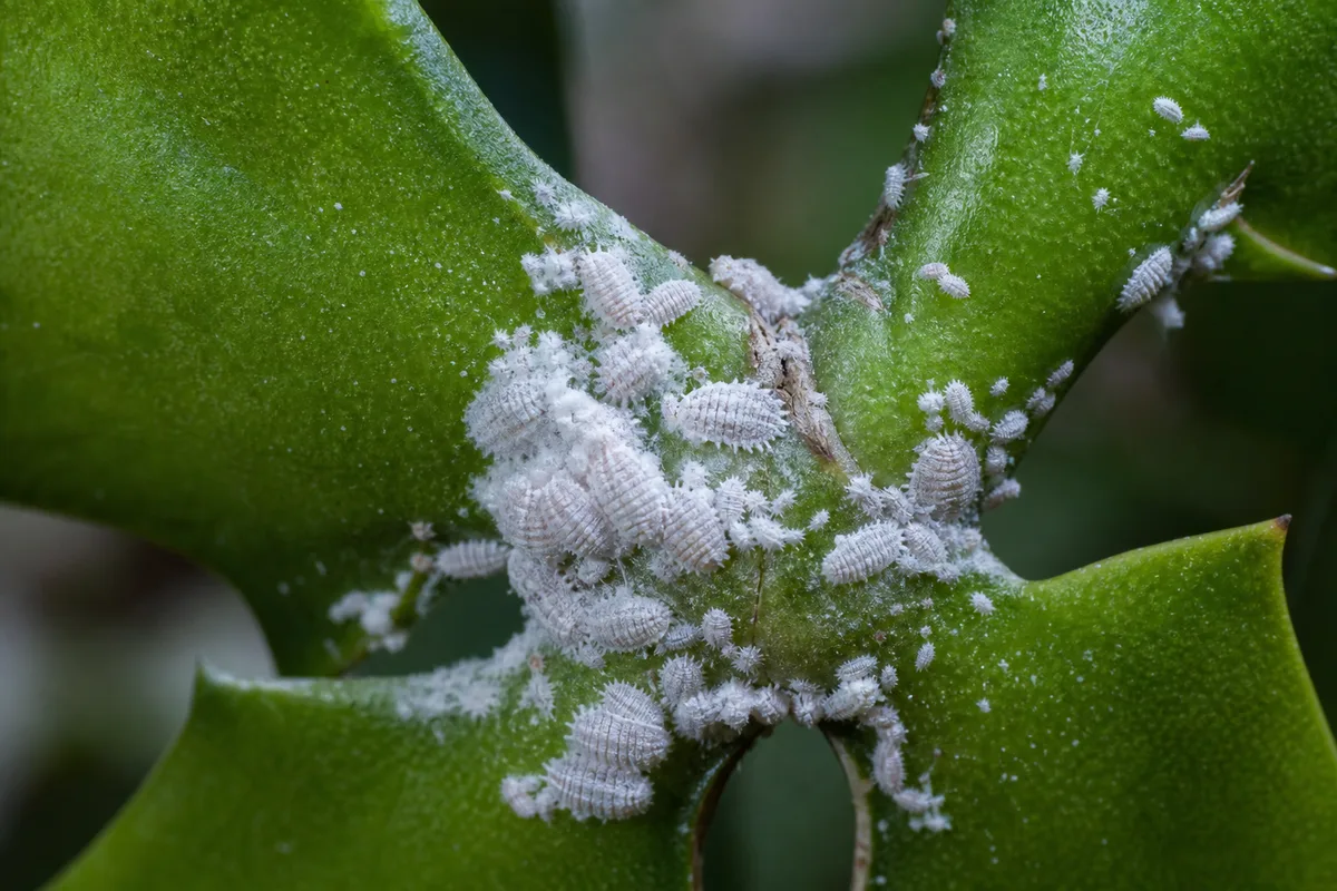 Close-up of Mealybugs on Fishbone Cactus - diagnostic detail