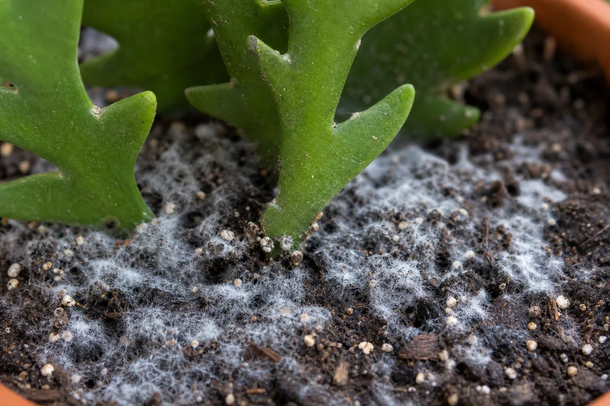 Close-up of mold on Fishbone Cactus potting soil - white and gray cottony patches on damp bark mix beneath zigzag stems