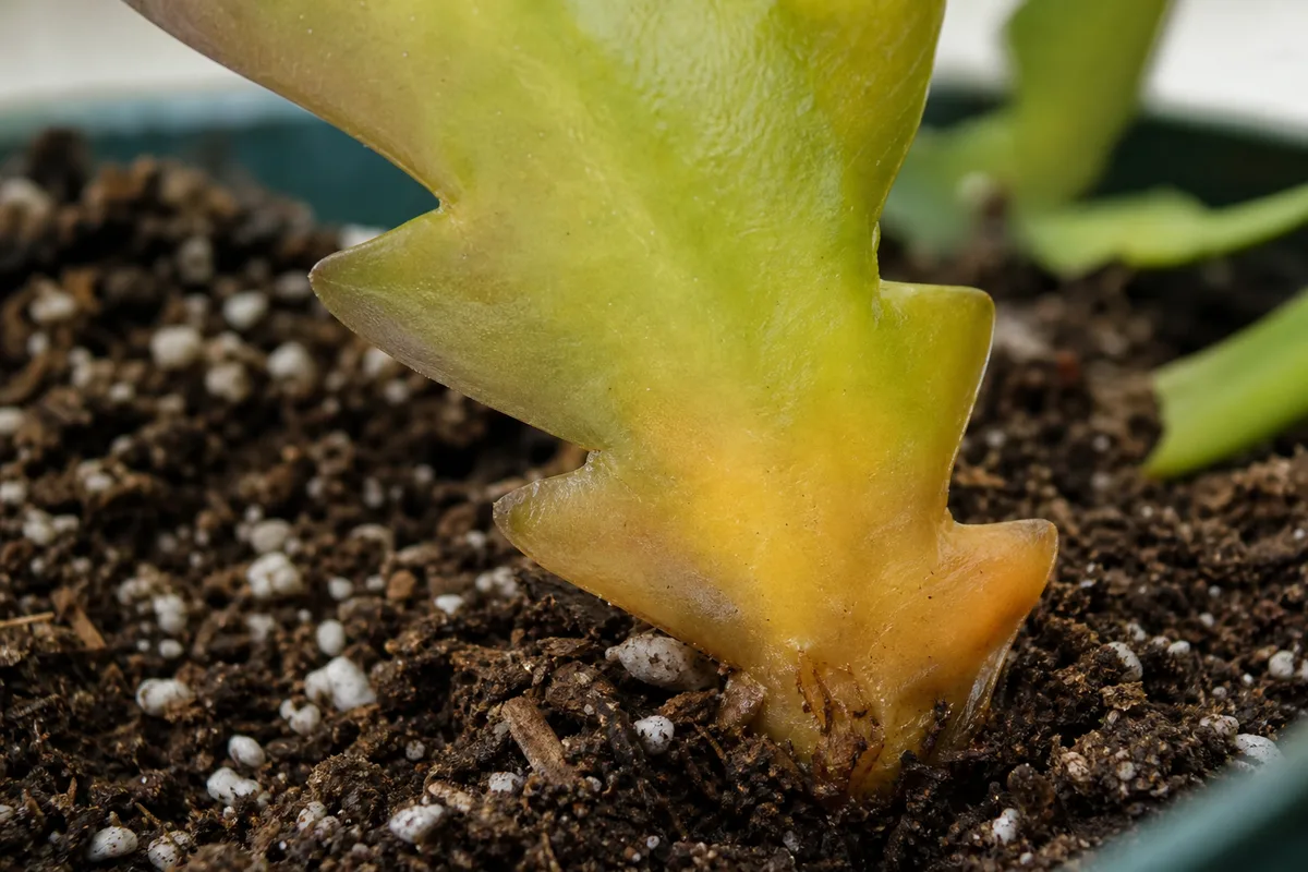 Close-up of Root Rot on Fishbone Cactus - diagnostic detail