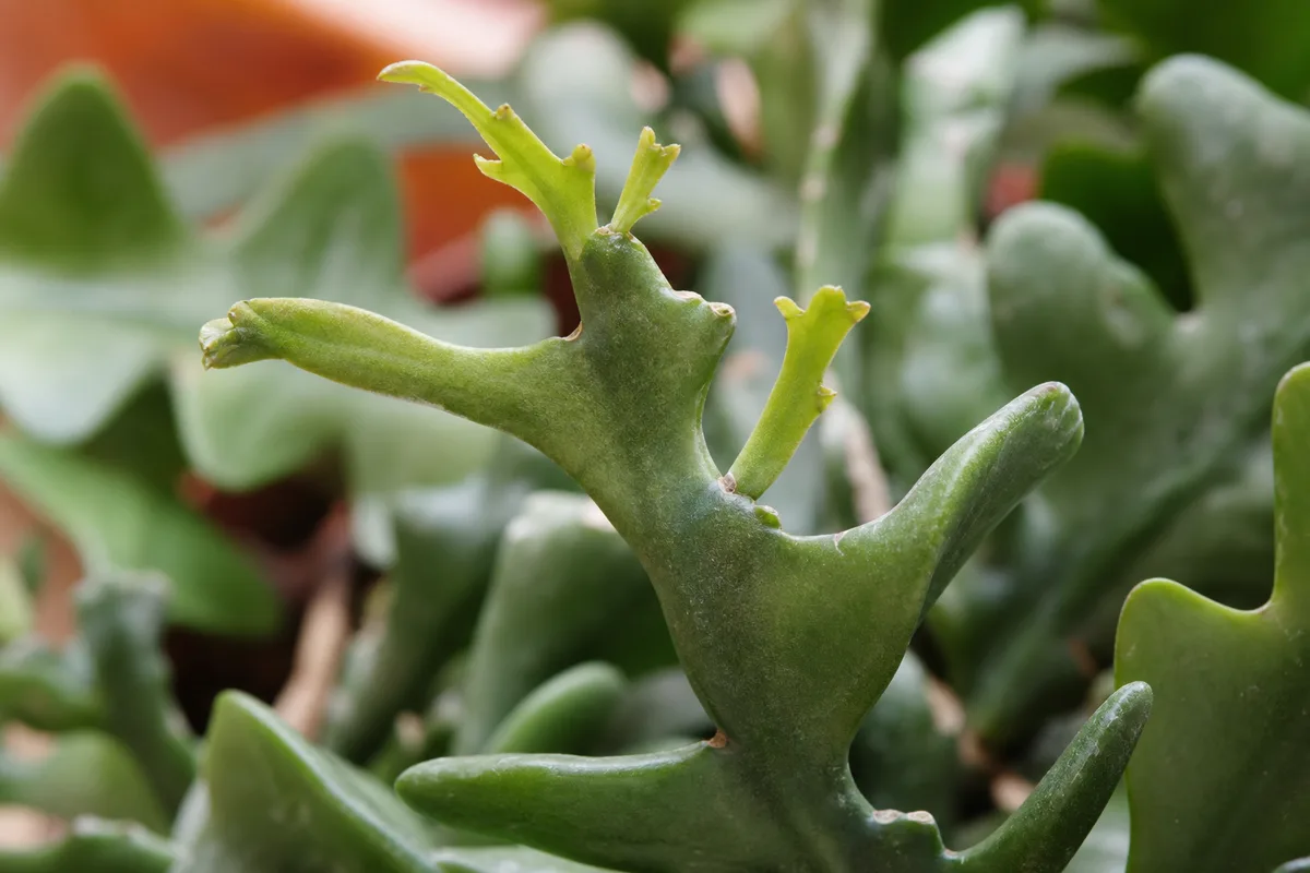 Close-up of Slow Growth on Fishbone Cactus - diagnostic detail