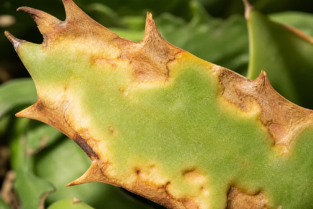 Close-up of Sunburn / Scorched Leaves on Fishbone Cactus - diagnostic detail