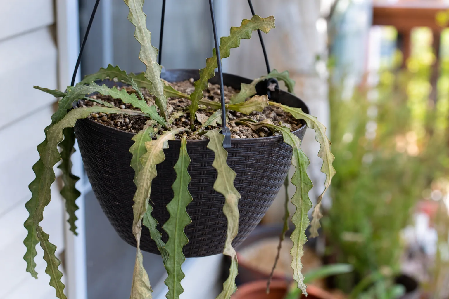 Underwatering on Fishbone Cactus - visible symptom on the plant