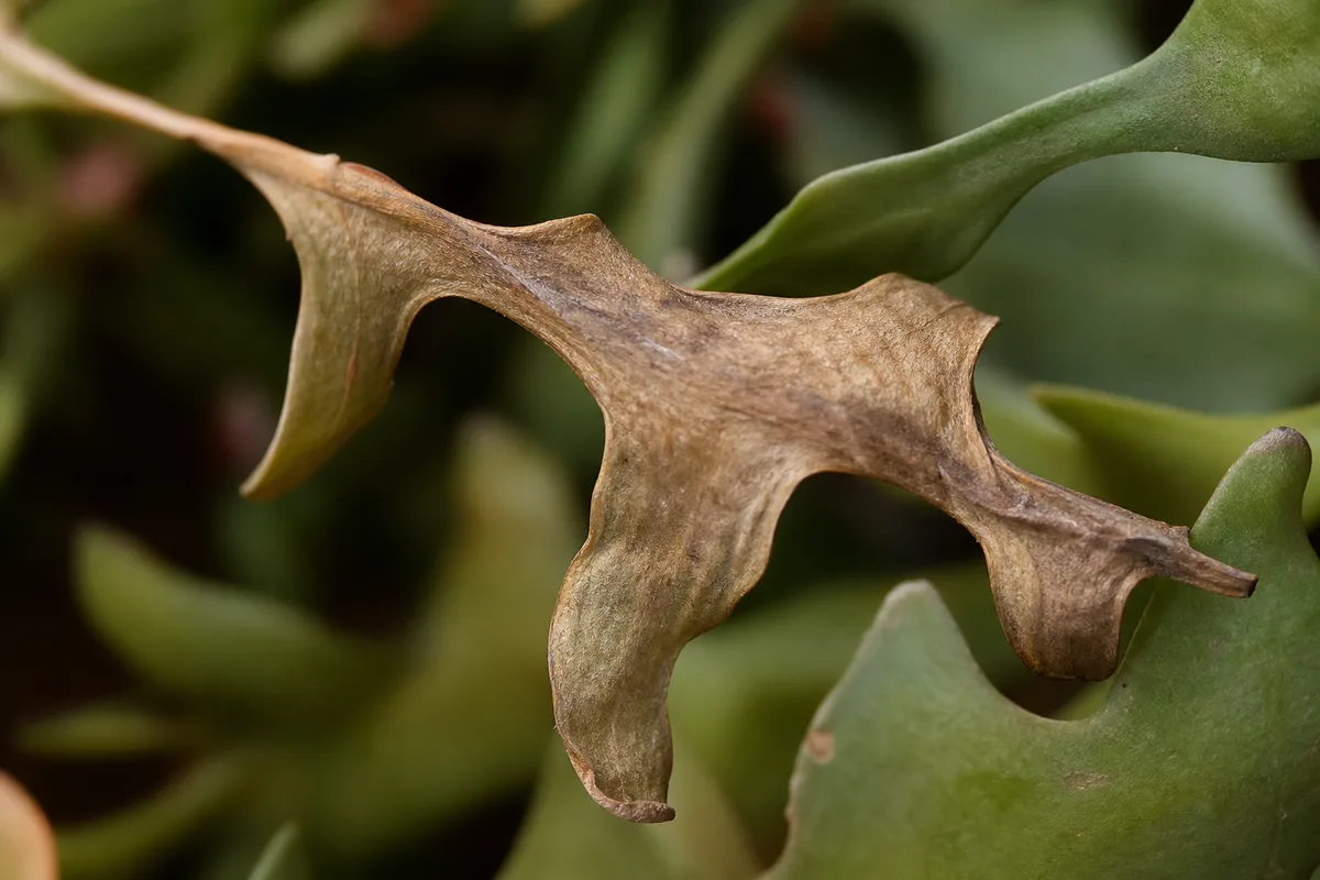 Close-up of Wilting on Fishbone Cactus - diagnostic detail