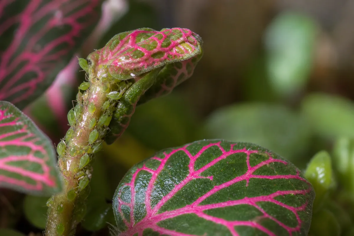 Close-up of Aphids on Fittonia - diagnostic detail