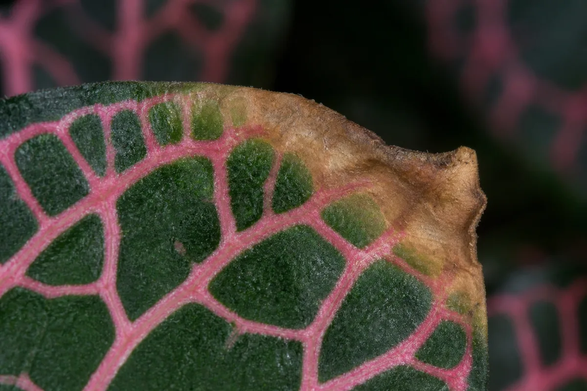 Close-up of Brown Tips on Fittonia - diagnostic detail