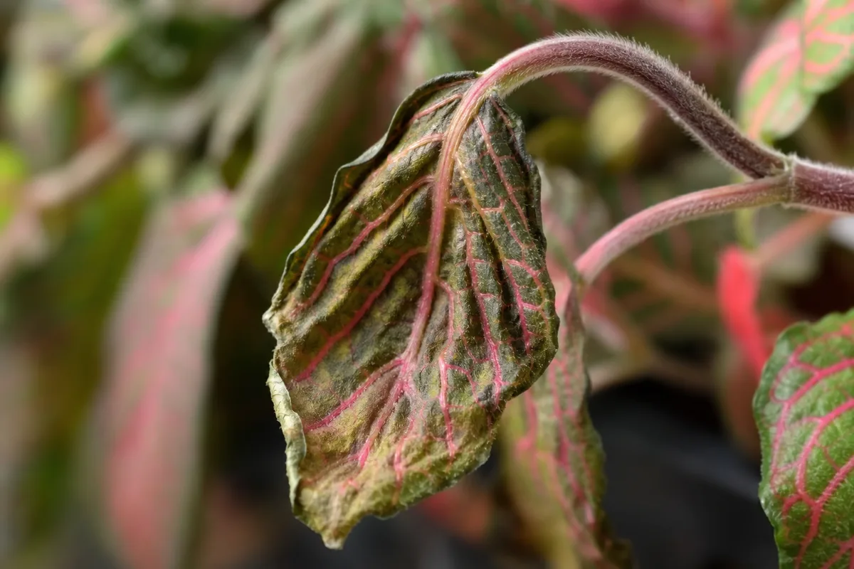 Close-up of Drooping Leaves on Fittonia - diagnostic detail