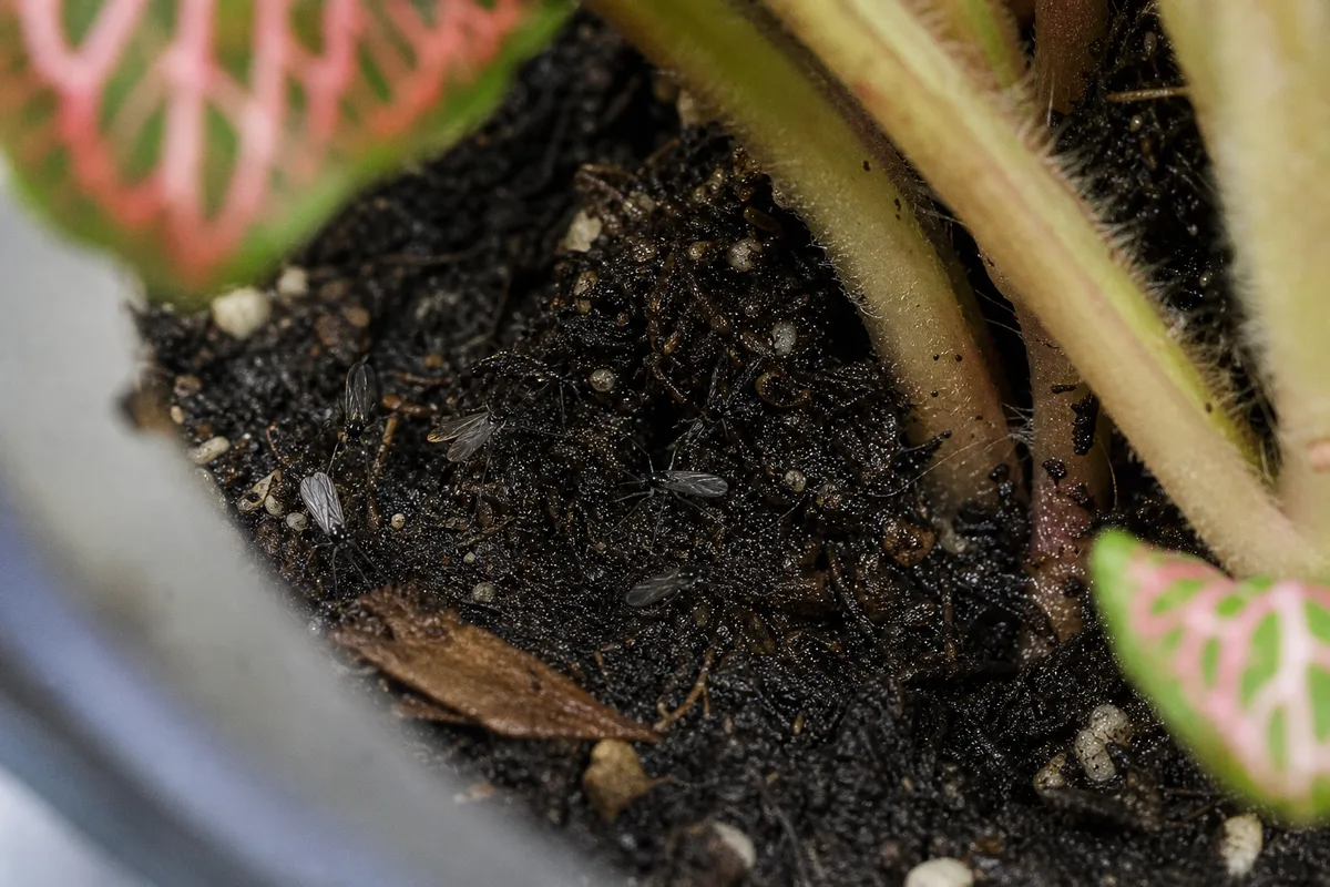 Close-up of Fungus Gnats on Fittonia - diagnostic detail