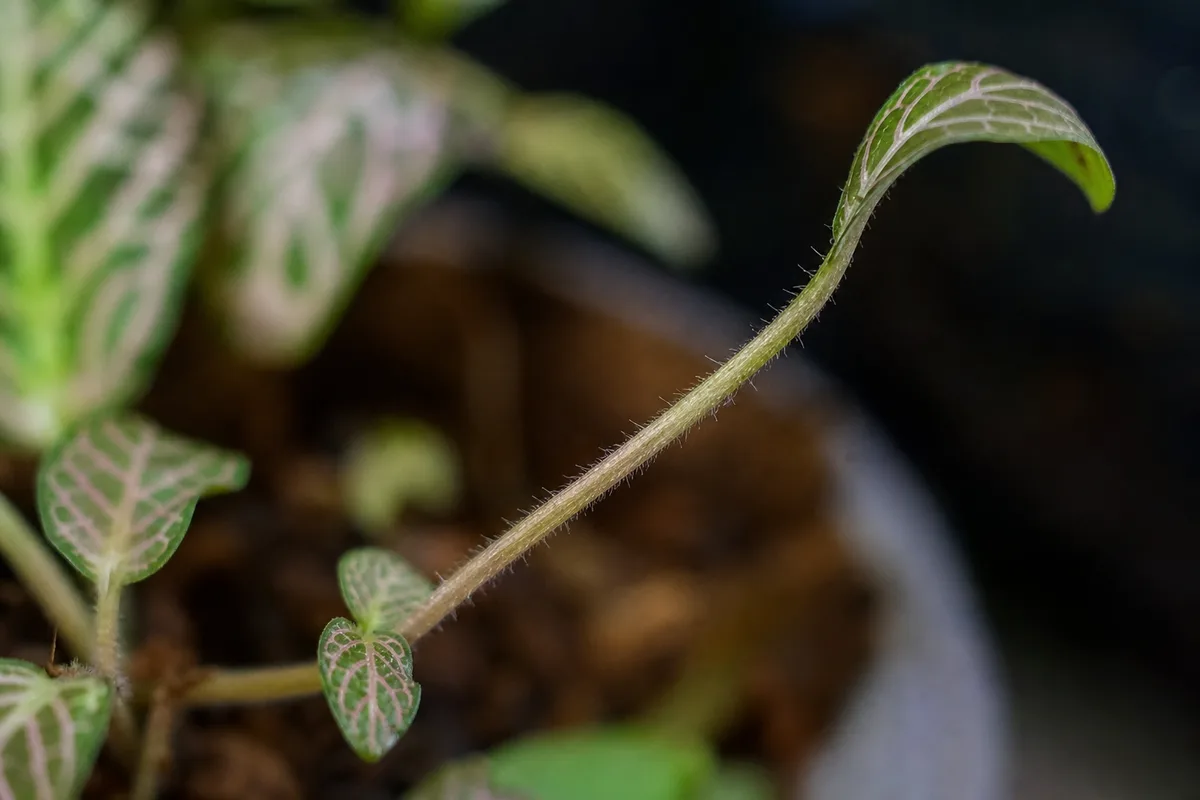 Close-up of Leggy Growth on Fittonia - diagnostic detail