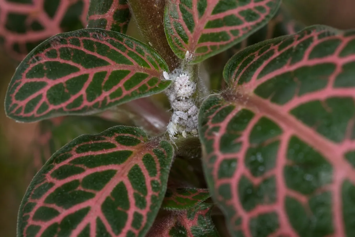 Close-up of Mealybugs on Fittonia - diagnostic detail