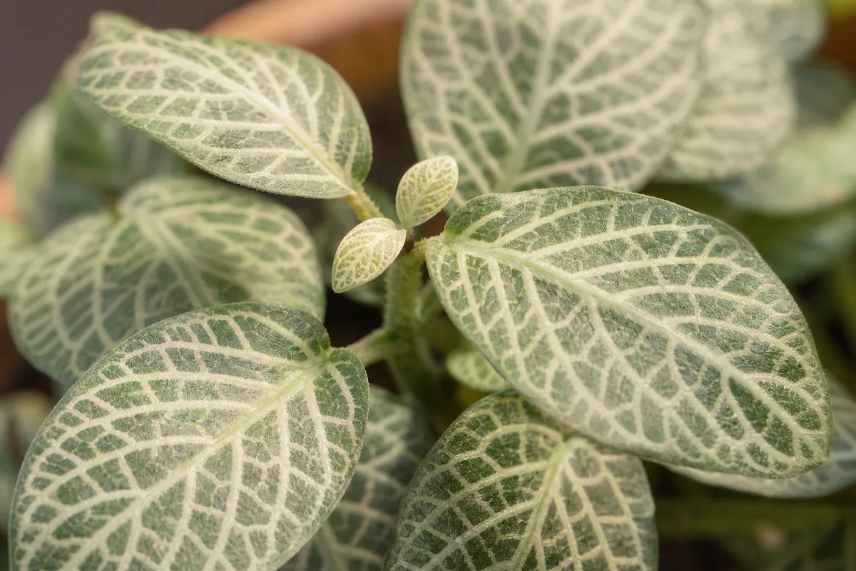 Close-up of Not Enough Light on Fittonia - diagnostic detail