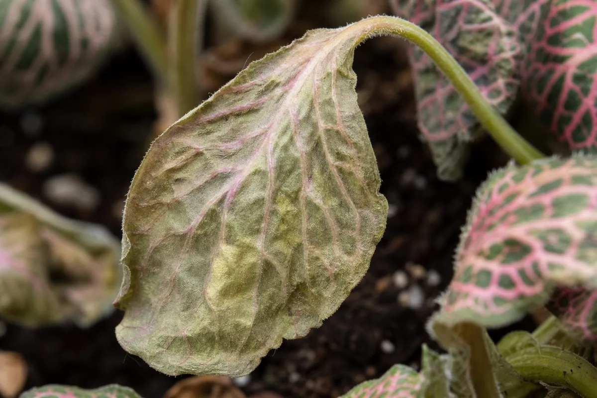 Close-up of Wilting on Fittonia - diagnostic detail