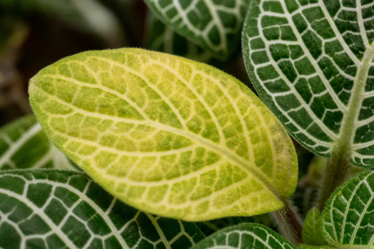 Close-up of Yellow Leaves on Fittonia - diagnostic detail